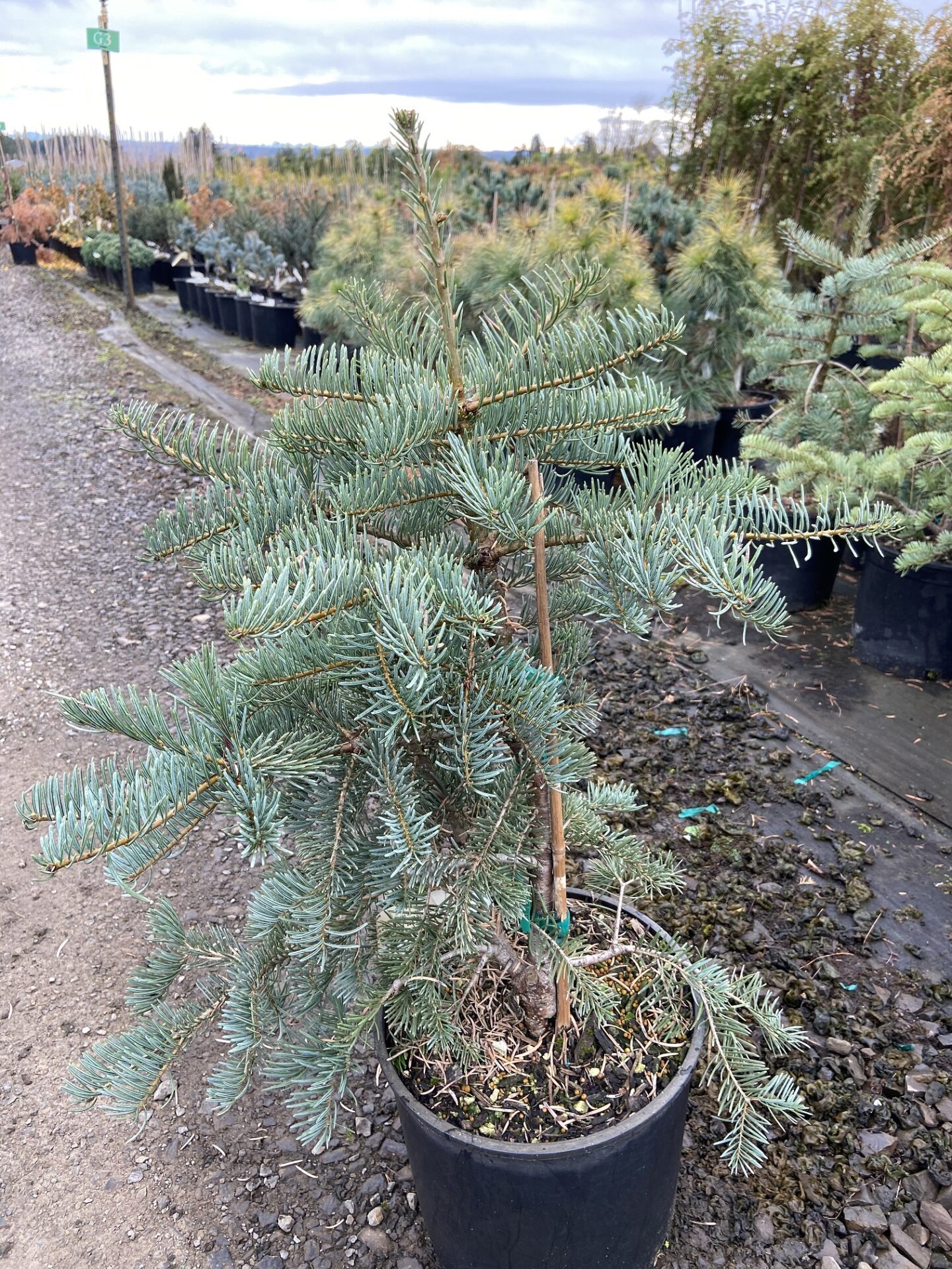 Conifer Database - Abi-normal